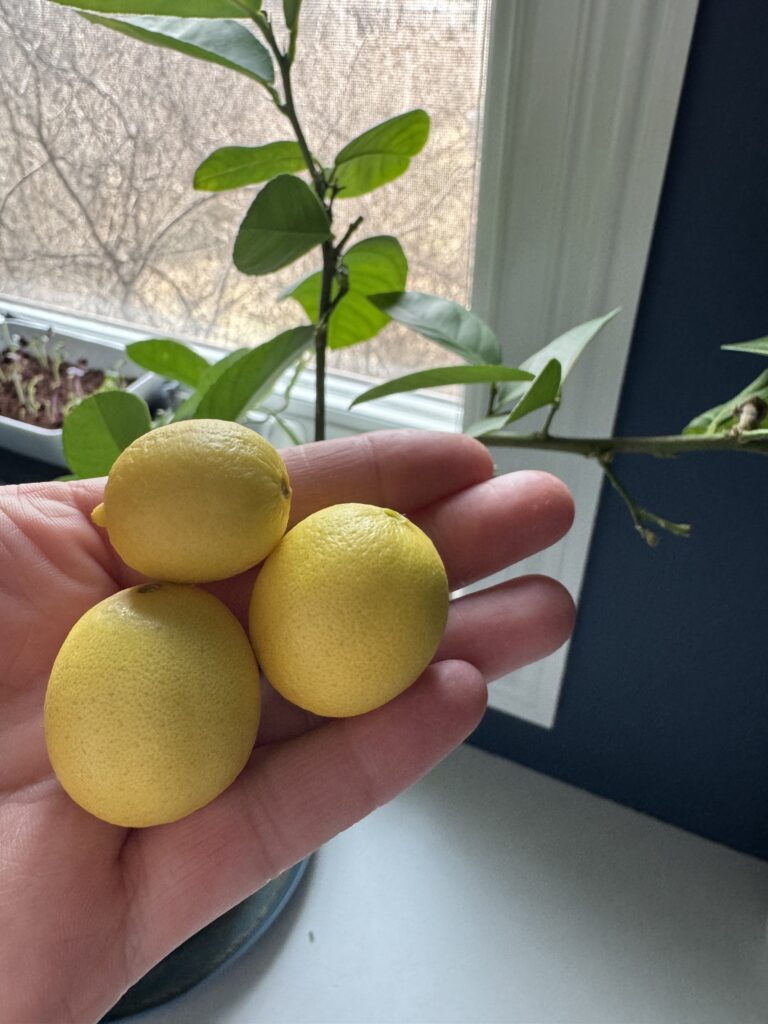 Lemon tree with fresh lemons that I grew!